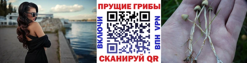 ссылка на мегу вход  Тамбов  Псилоцибиновые грибы прущие грибы 